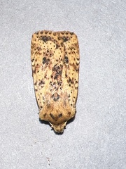 Conistra rubiginea