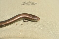 Chalcides mertensi