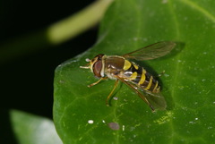 Syrphus vitripennis