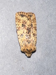 Conistra rubiginea