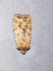 Conistra rubiginea