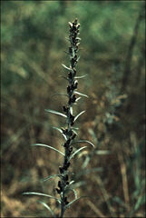 Omalotheca sylvatica