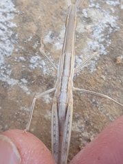 Acrida turrita