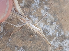 Acrida turrita