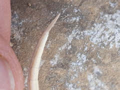 Acrida turrita