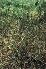 Omalotheca sylvatica