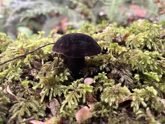 Tylopilus formosus