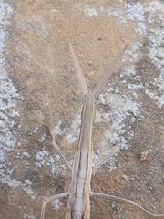 Acrida turrita