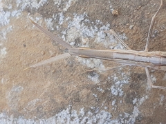 Acrida turrita