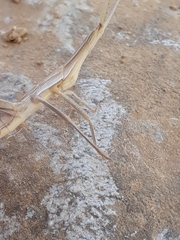 Acrida turrita