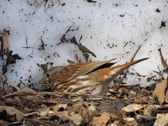 Passerella iliaca iliaca