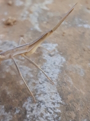 Acrida turrita