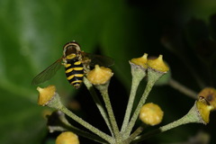 Syrphus vitripennis