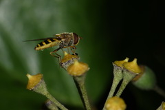 Syrphus vitripennis