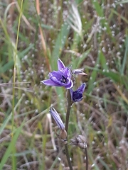 Arthropodium