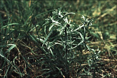 Gnaphalium uliginosum