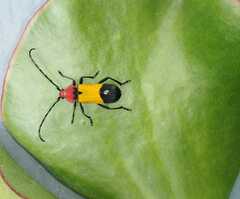 Purpuricenus laetus
