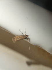 Amydria effrenatella