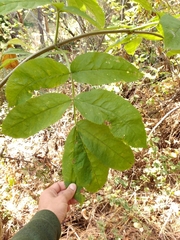 Sambucus racemosa racemosa