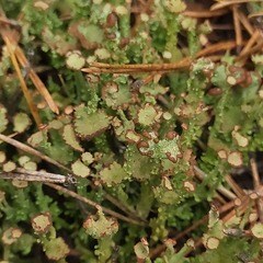Cladonia gracilis