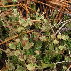 Cladonia gracilis