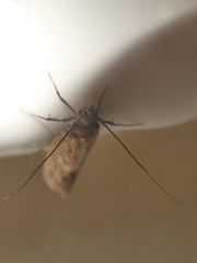 Amydria effrenatella