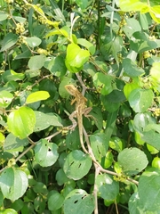 Calotes versicolor