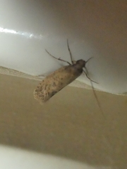 Amydria effrenatella