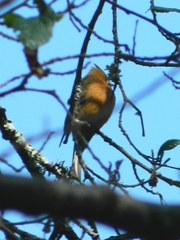 Mitrephanes phaeocercus