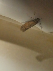 Amydria effrenatella