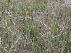 Microlaena stipoides