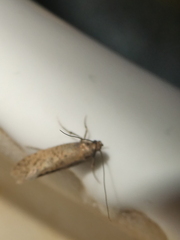 Amydria effrenatella