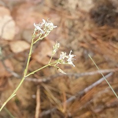 Gypsophila fastigiata