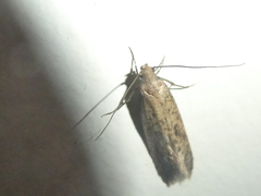 Amydria effrenatella