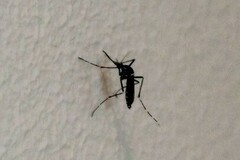 Stegomyia