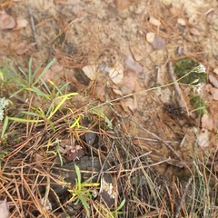 Gypsophila fastigiata