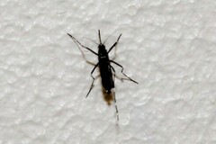 Stegomyia
