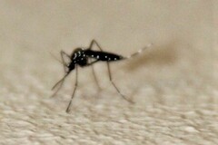 Stegomyia