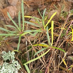 Gypsophila fastigiata