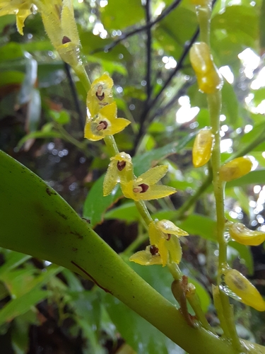 Pittieri Orchid