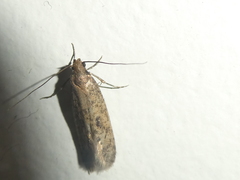 Amydria effrenatella
