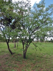 Burkea africana image