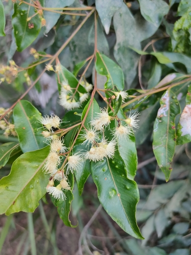 Image of Syzygium floribundum by (c) Tony van Kampen, some rights reserved (CC BY)