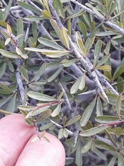 Rhamnus lycioides