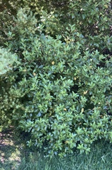 Pittosporum colensoi