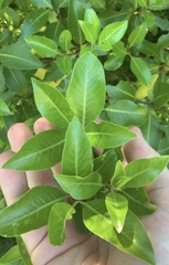 Pittosporum colensoi