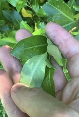 Pittosporum colensoi