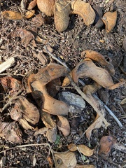 Suillellus amygdalinus