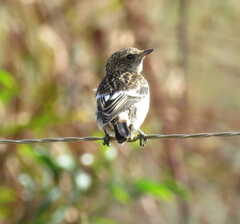Saxicola torquatus