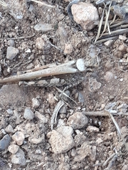Acrotylus